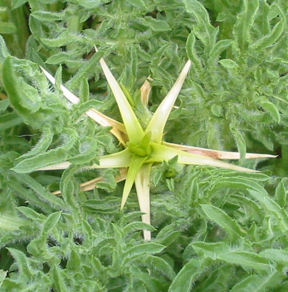 Centaurea calcitrapa